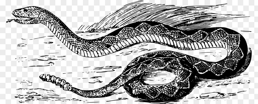 Rattle Snake Vipers Snakes Reptile Western Diamondback Rattlesnake Eastern PNG