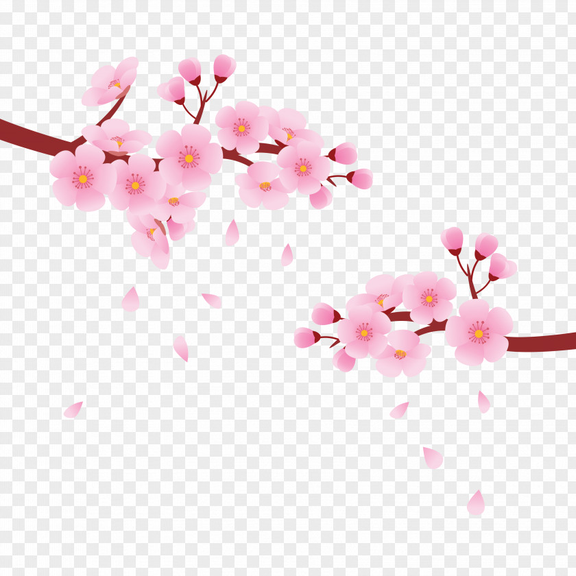 Cherry Blossoms National Blossom Festival Cerasus PNG