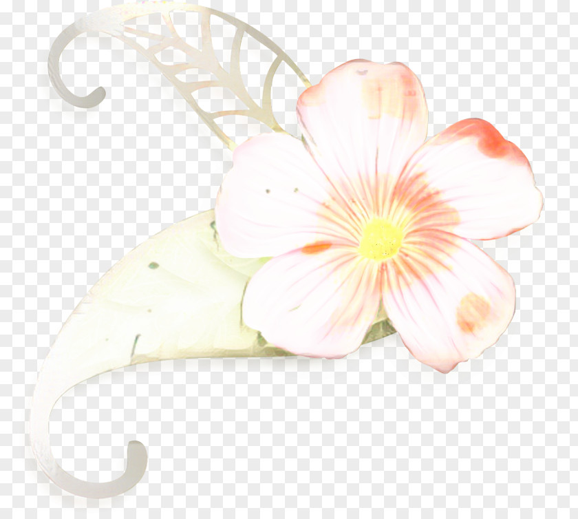 Moth Orchids Cut Flowers Floral Design PNG