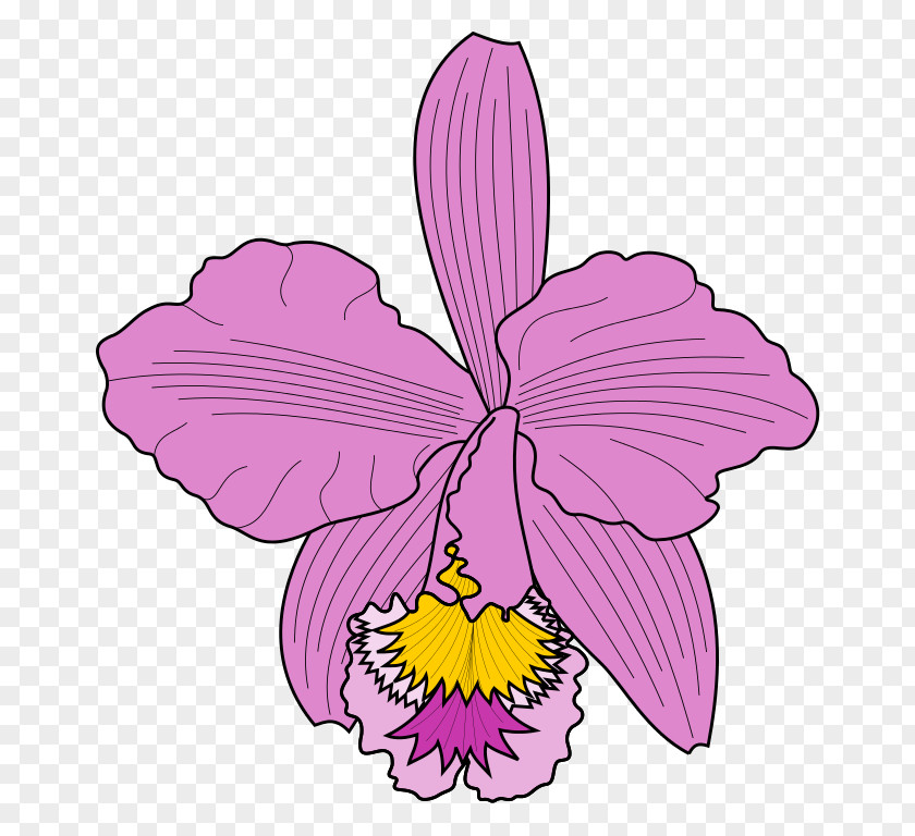 Orchid Vector Cattleya Trianae Clip Art PNG