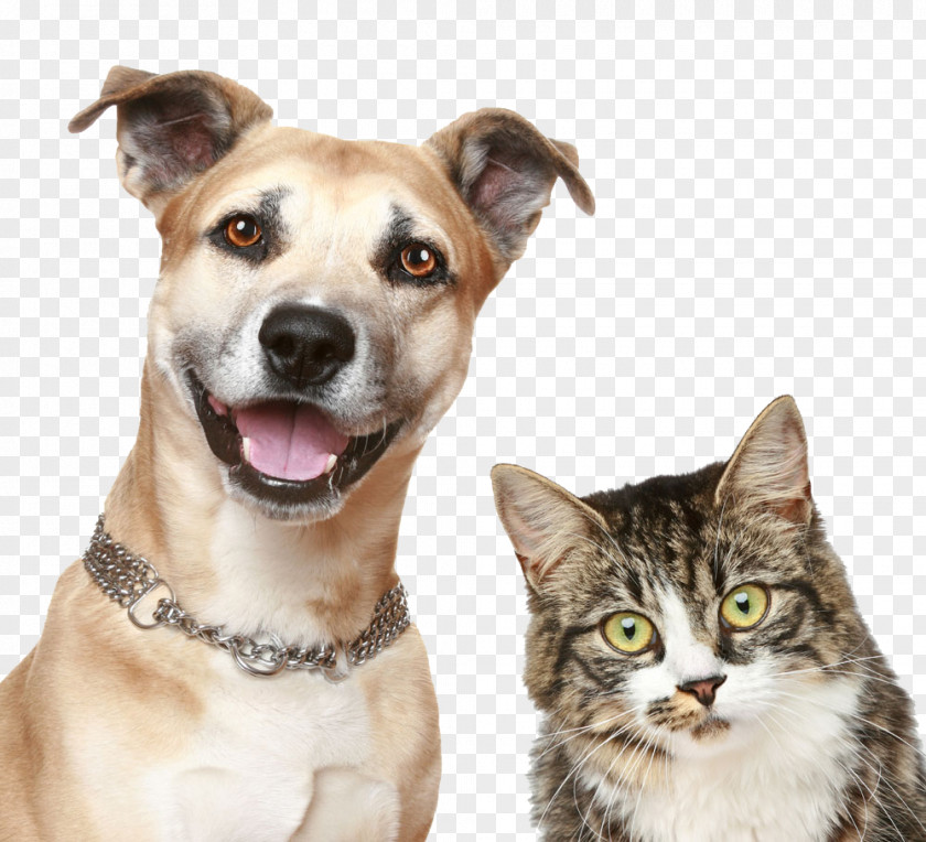Pet Dog Cat Puppy Sitting PNG