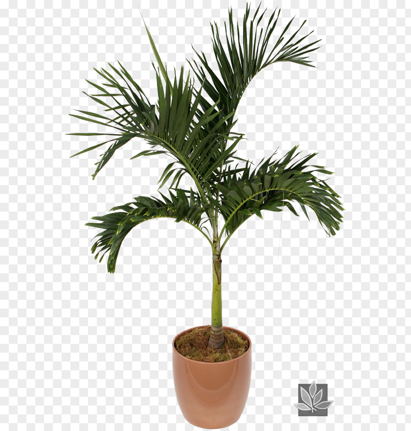 Plant Asian Palmyra Palm Chamaedorea Elegans Houseplant Veitchia Flowerpot PNG