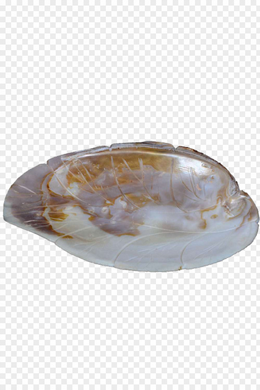 Seashell Handicraft Shellcraft Artisan PNG