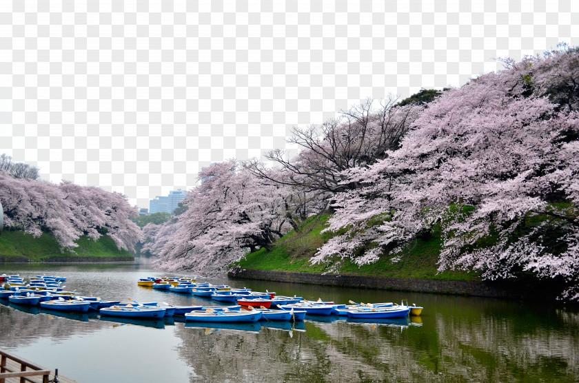 Tokyo Beautiful Cherry Blossoms Blossom Tourism PNG