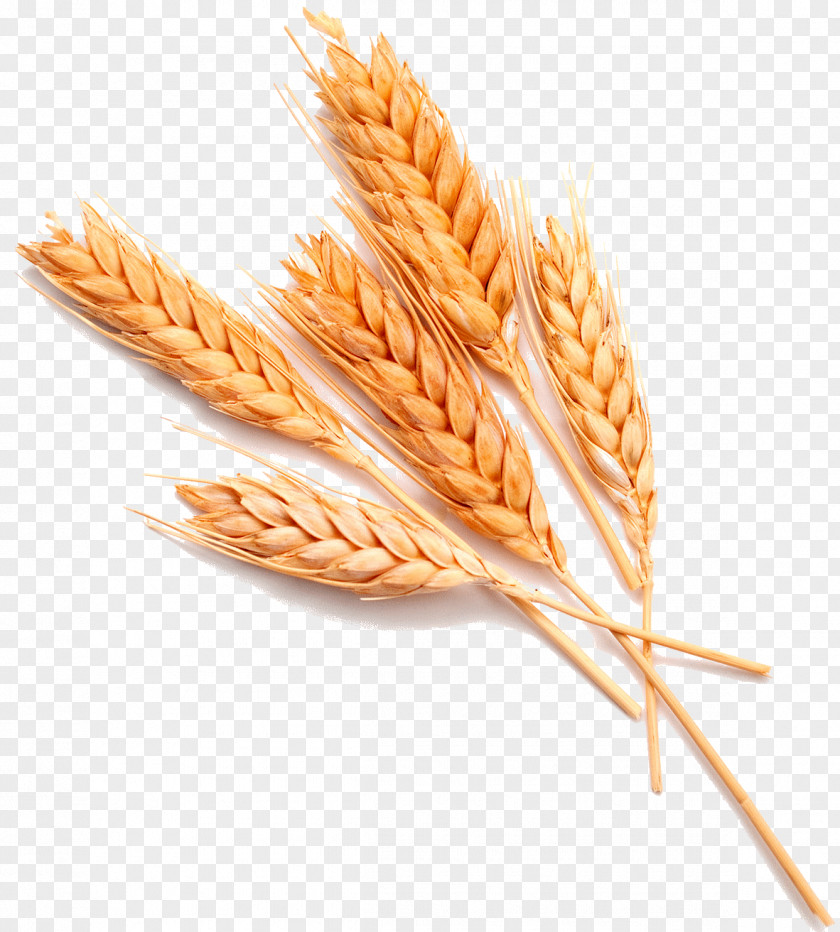 Wheat Germ Stock Photography Food Ear Whole Grain PNG