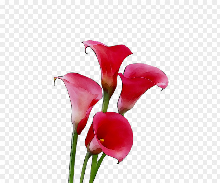 Arum Lilies Cut Flowers Plant Stem Herbaceous Pink M PNG