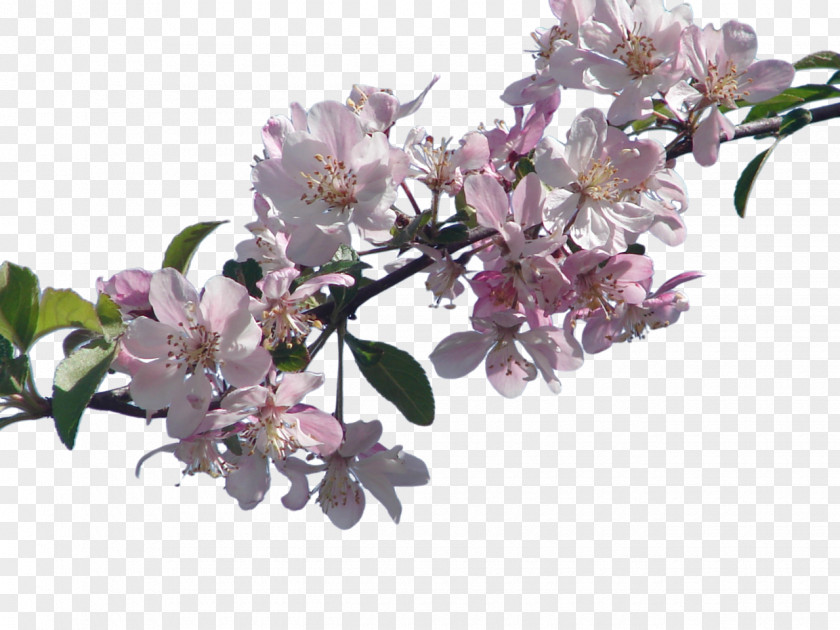 Cherry Blossom Flower Sticker PNG