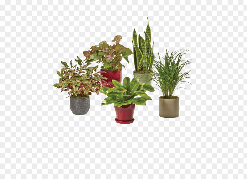 Cut Flowers Flowerpot Houseplant Herb PNG