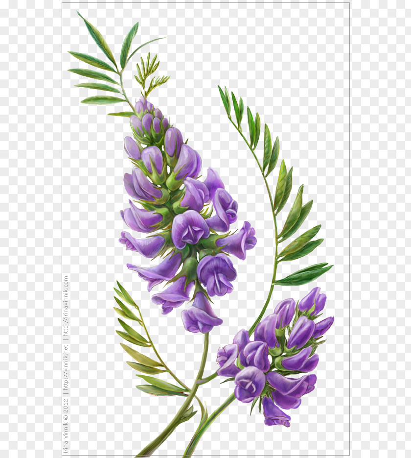 Hand-painted Lily Of The Valley Wisteria Flower Botanical Illustration Botany PNG