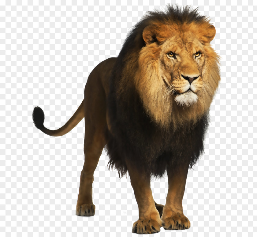 Lion Picture Computer File PNG