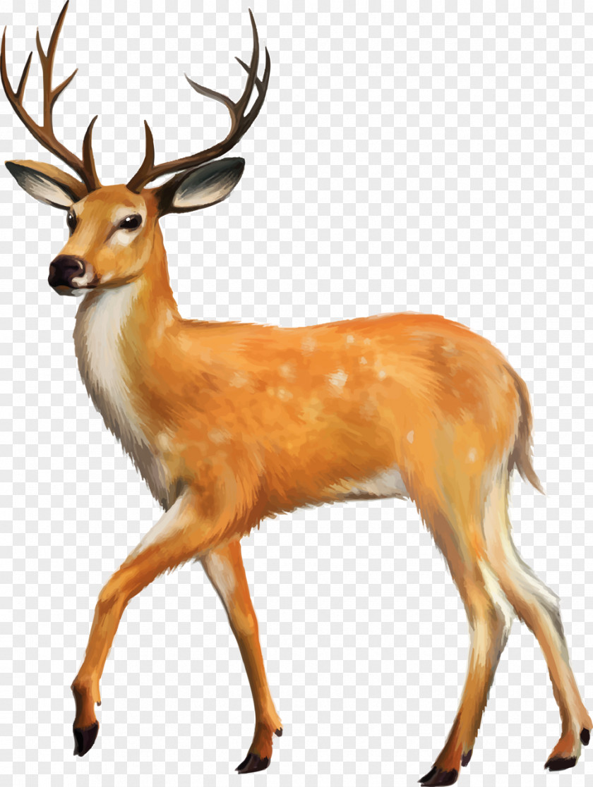 Reindeer White-tailed Deer Animal Clip Art PNG