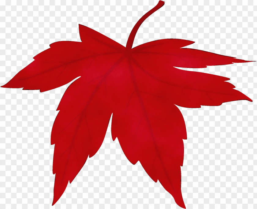 Sweet Gum Maple Leaf PNG