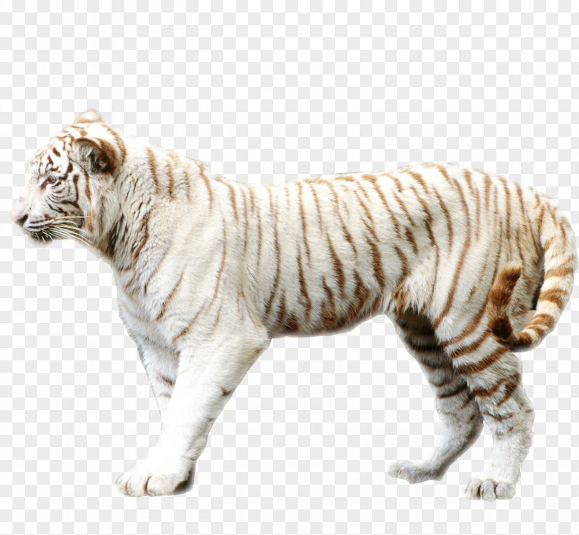 Tiger Picture Material Bengal Sumatran Felidae White Wallpaper PNG