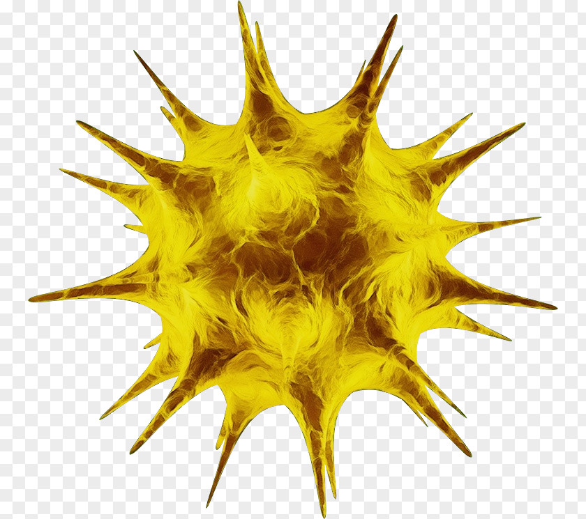 Yellow Close-up Biology Science PNG