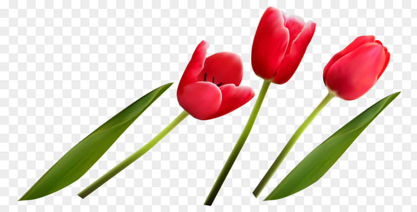 A Bouquet Of Flowers Tulip Flower PNG