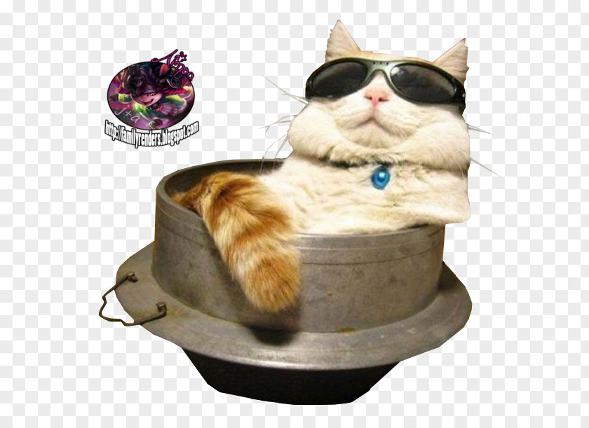 Cat Sunglasses Kitten Felidae PNG