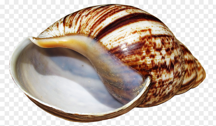 Eo Giant African Snail Seashell Sea Mollusc Shell PNG
