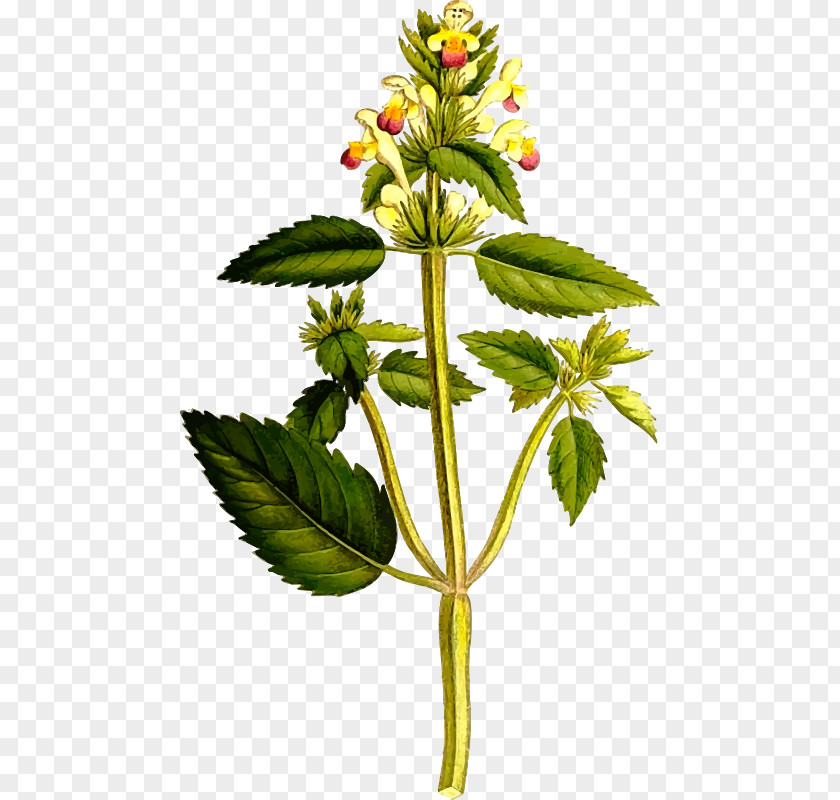 Plant Galeopsis Speciosa Common Nettle Segetum Lamiaceae Tetrahit PNG