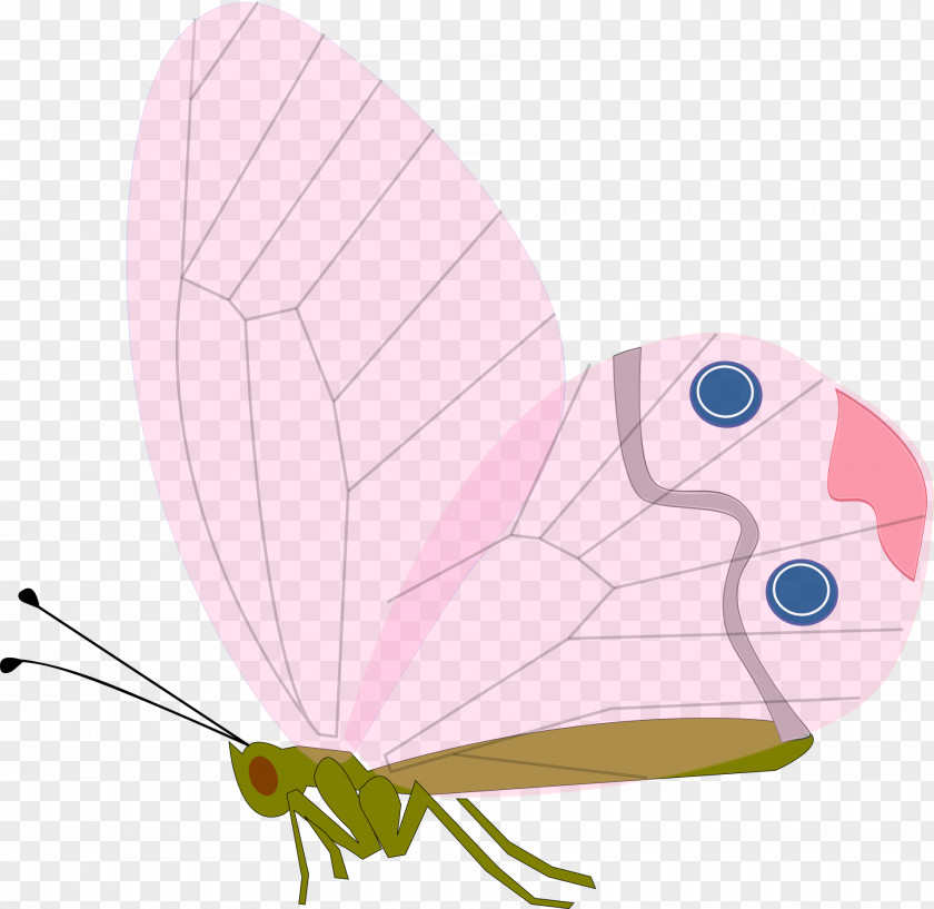 Bug Butterfly Drawing Clip Art PNG
