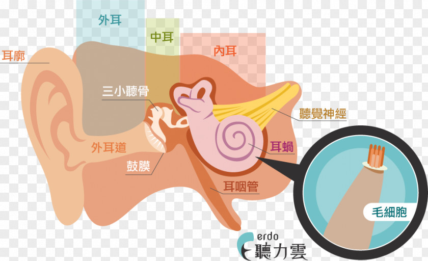 Ear Test Hearing Hair Cell Cochlea Inner PNG