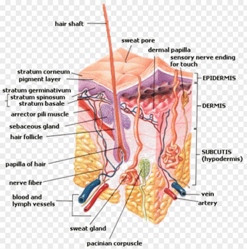 Nail Subcutaneous Tissue Superficial Fascia Integumentary System Skin PNG