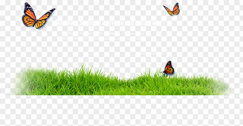 Spring Banner Insect Butterfly Pollinator Animal Wildlife PNG