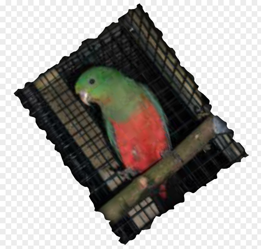 Port Parrot Borderline Personality Disorder Risky Behavior Impulsivity Parakeet PNG