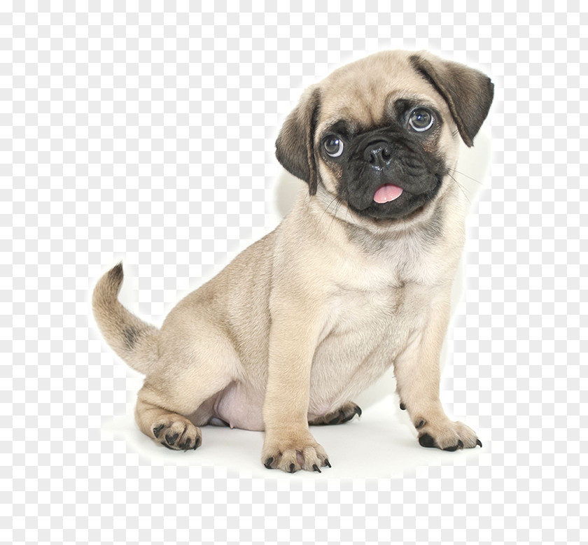 Pug Jack Russell Terrier French Bulldog Puppy Cuteness PNG