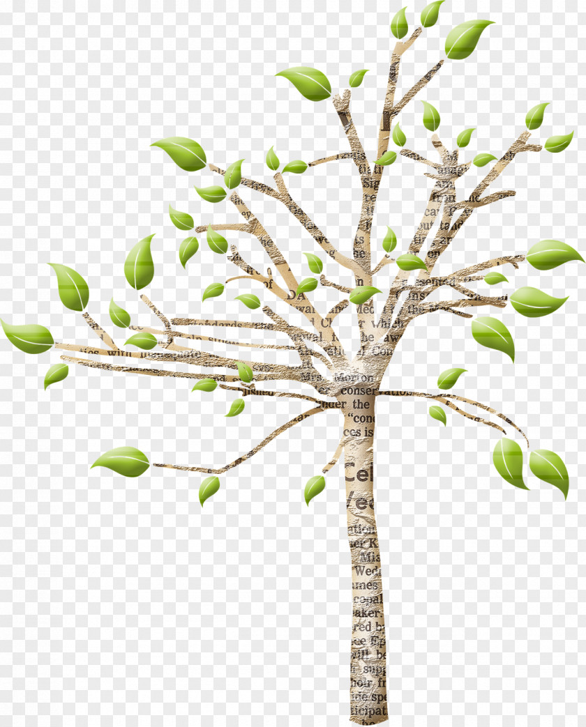 Tree Twig Plant Stem Houseplant PNG