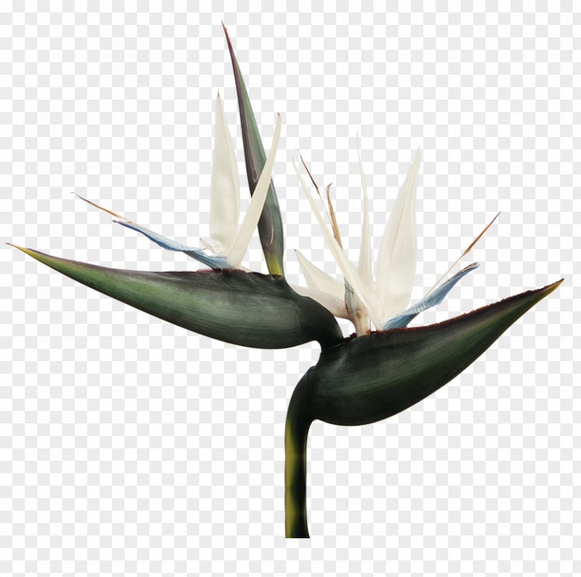 Bird Of Paradise Flower Lobster-claws Strelitzia Nicolai Marantaceae PNG