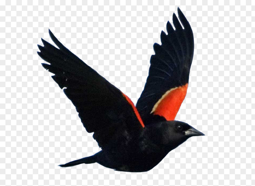 Bird Red-winged Blackbird Common National Audubon Society PNG