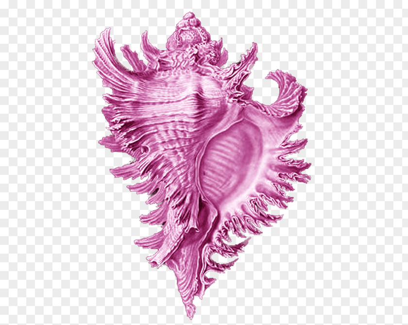 Pink Conch Material Free To Pull Art Forms In Nature Seashell Brittle Star Sea Snail PNG