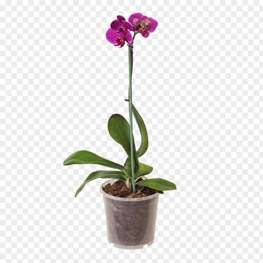 Plant Moth Orchids Flowerpot Substrate PNG