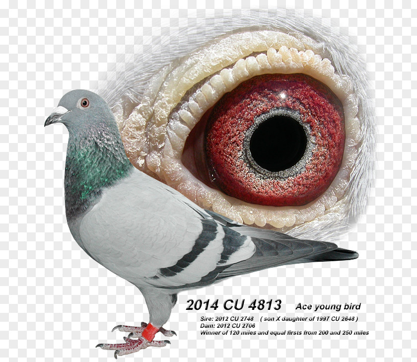Racing Pigeon Beak Galliformes Fauna Eye PNG
