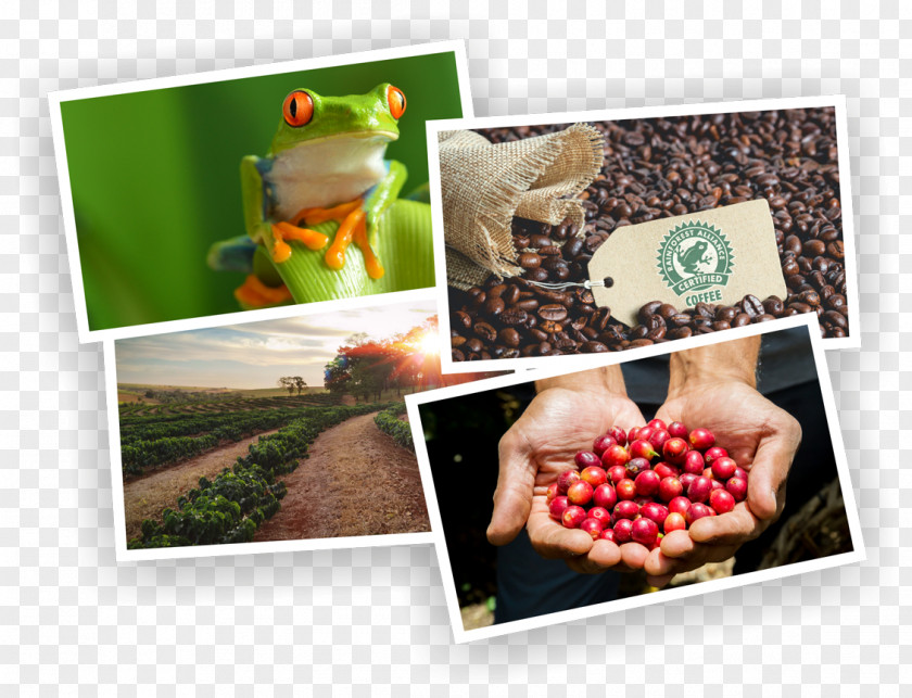 Rainforest Alliance Edible Frog Pool Grenouille Verte Coffee PNG