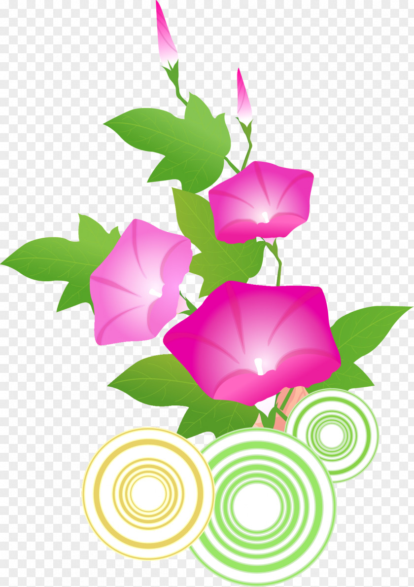 Vector Graphics Morning Glory Drawing Image PNG
