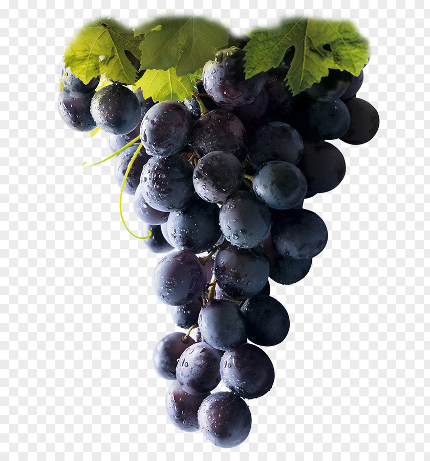 Wine Winery Common Grape Vine Vinotherapy PNG