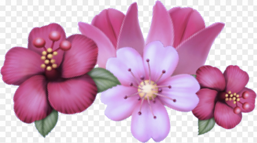 Cherry Blossom Herbaceous Plant PNG
