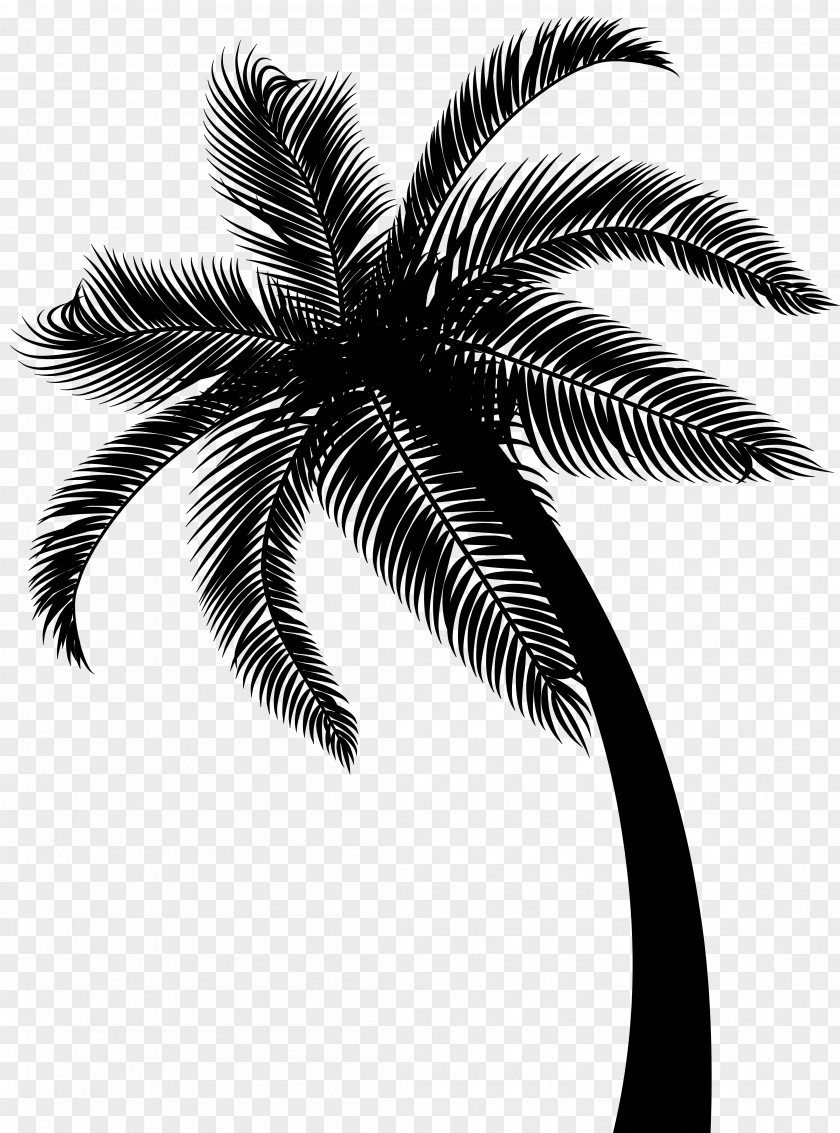 Coconut Date Palm Leaf Trees PNG