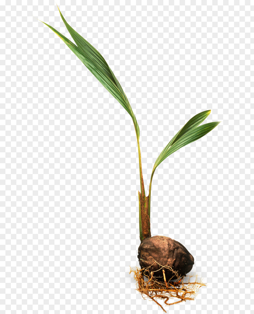 Coconut Trees For Kids Arecaceae Plant PNG