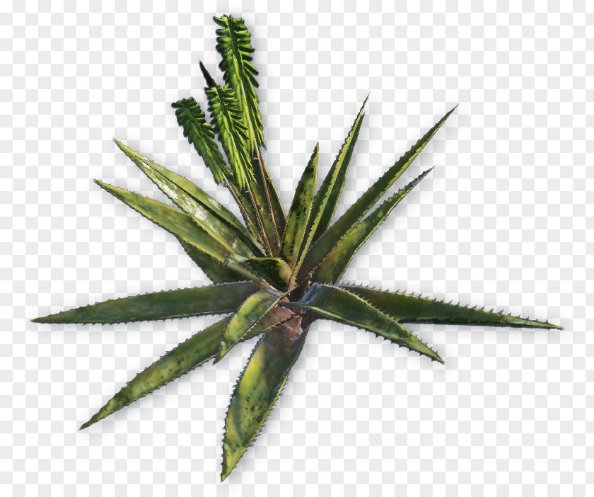 Far Cry 3 4 Plant Primal Aloe Vera PNG