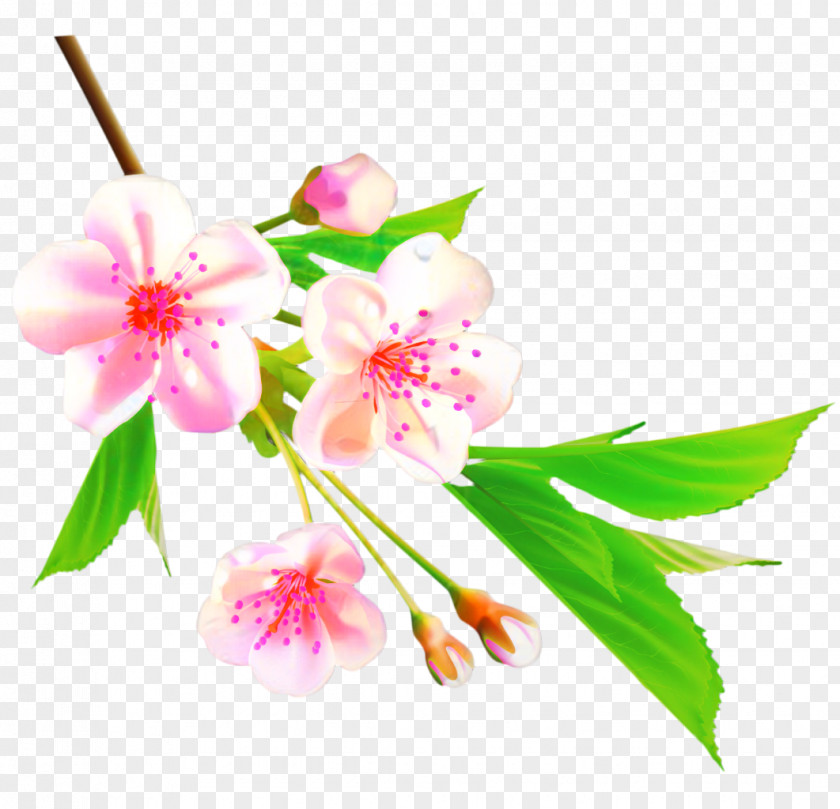 Flower Clip Art Cherry Blossom Drawing PNG