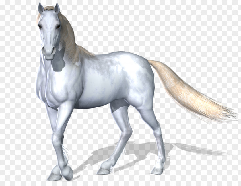 Horse Image White PNG