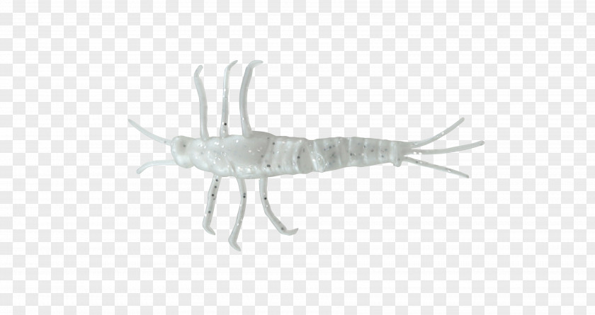 Insect Mayfly Invertebrate Nymph Pest PNG