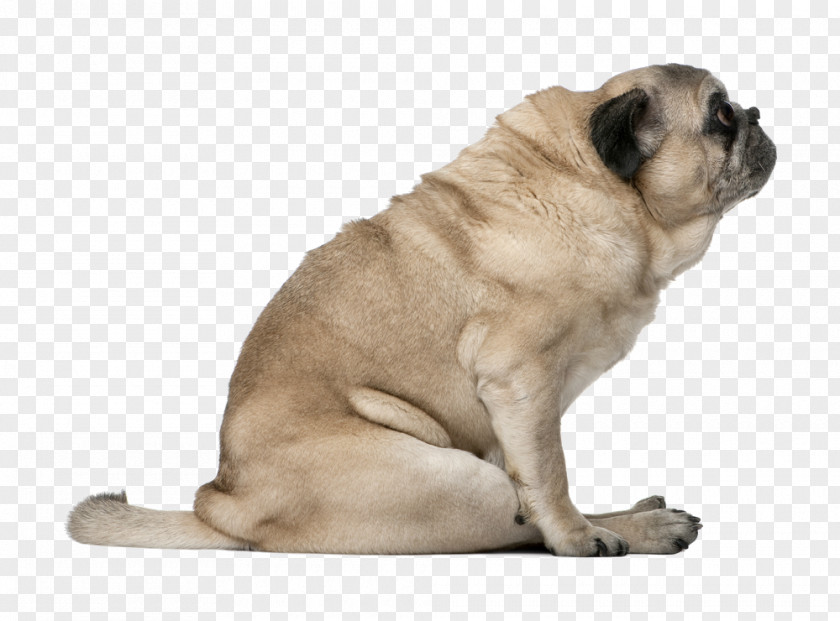 Puppy Pug Dog Breed Companion Toy PNG