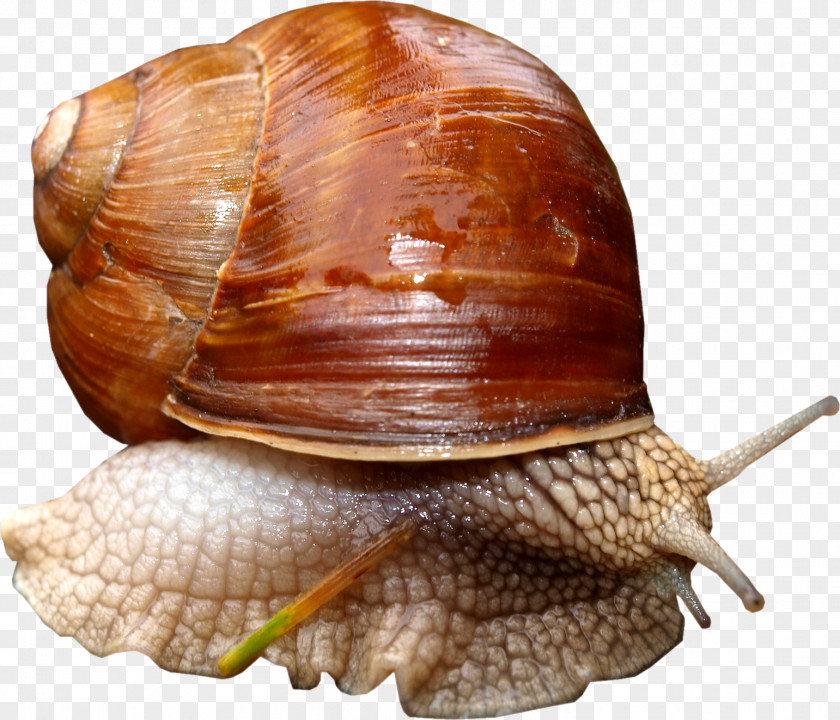 Snail Lymnaeidae Sea PNG