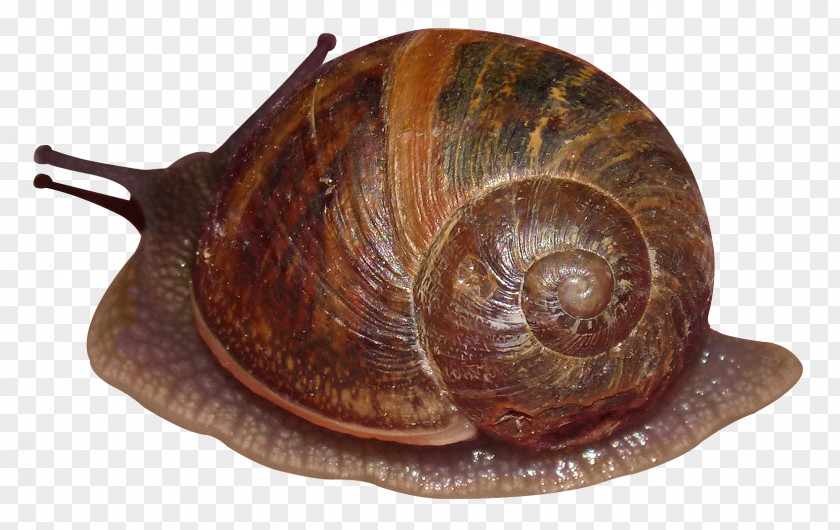 Snail Sea PNG