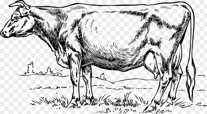 Black And White Cow Standing Beef Cattle Jersey Holstein Friesian Clip Art Dairy PNG