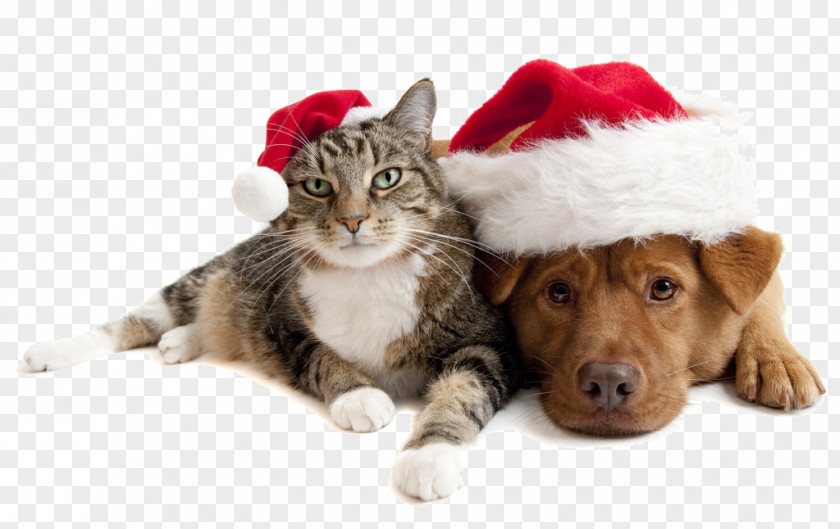 Christmas Cats And Dogs PNG