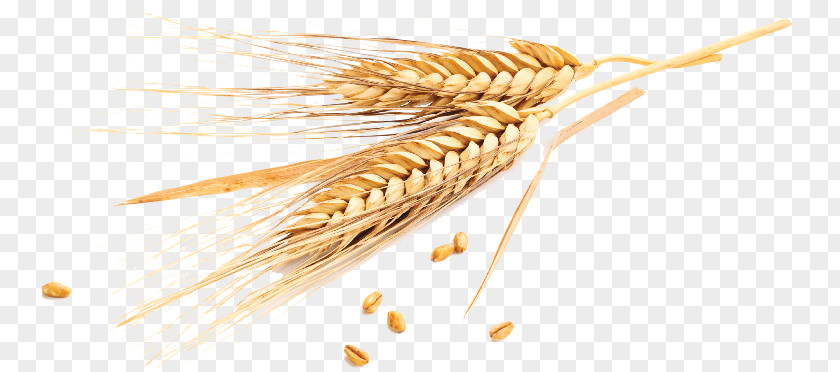 Emmer Cereal Grain Wheatbelt Common Wheat PNG